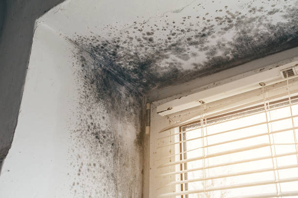 Affordable Basement Mold Removal solutions in Perkasie, PA