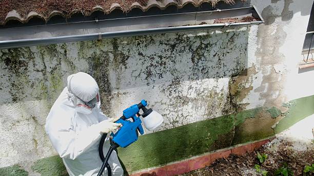 Trusted Mold Removal service in Perkasie, PA - Cheap Mold Removal